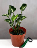 Syngonium Godzilla - Plant Proper - 4" Pot