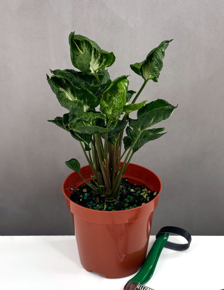 Syngonium Godzilla - Plant Proper - 4" Pot