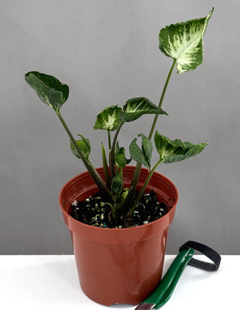 Syngonium Godzilla - Plant Proper - 4" Pot
