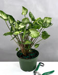 Syngonium Godzilla - Plant Proper - 6" Pot