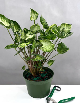 Syngonium Godzilla - Plant Proper - 4" Pot