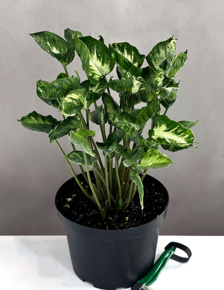 godzilla pothos plant Syngonium Godzilla | Arrowhead Plant