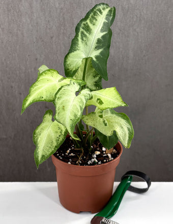 Syngonium Green Freckles - Plant Proper - 3" Pot