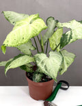 Syngonium Green Freckles - Plant Proper - 3" Pot
