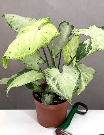 Syngonium Green Freckles - Plant Proper - 3" Pot