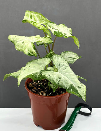 Syngonium Green Freckles - Plant Proper - 4" pot