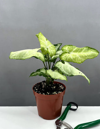 Syngonium Green Freckles - Plant Proper - 4" pot