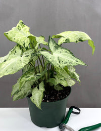 Syngonium Chiapense