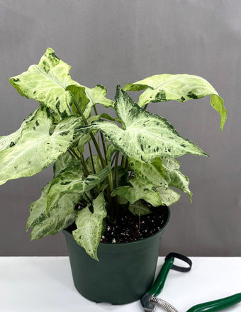 Syngonium Green Freckles - Plant Proper - 4" Pot