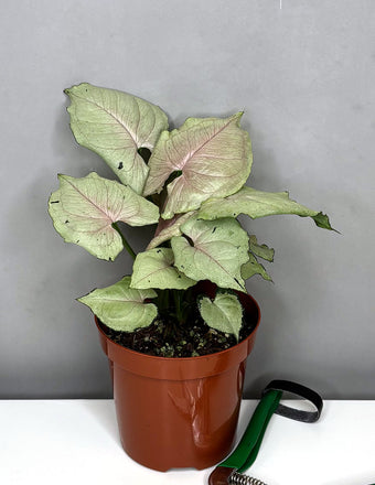 Syngonium Green Splash - Plant Proper - 4" Pot