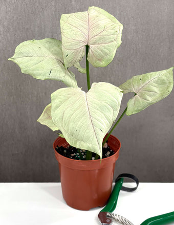 Syngonium Green Splash - Plant Proper - 4" Pot