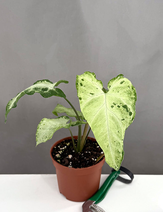 Syngonium Green Freckles