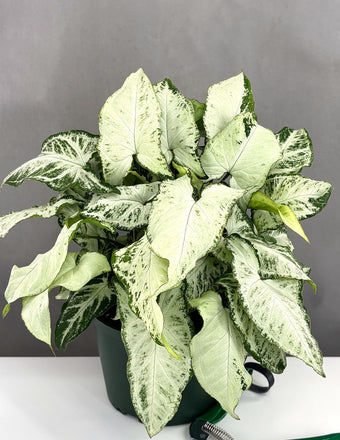 Syngonium Holly - Plant Proper - 6" Pot