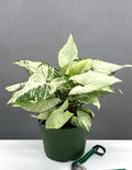 Syngonium Holly - Plant Proper - 6" Pot