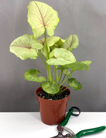 Syngonium Kiwi Delight - Plant Proper - 4" Pot