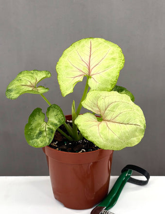 Syngonium Kiwi Delight - Plant Proper - 4" Pot