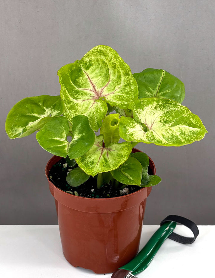 kiwi plant in a pot Syngonium Kiwi Delight | Arrowhead Plant