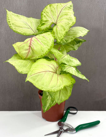 Syngonium Kiwi Delight - Plant Proper - 4" Pot