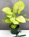 Syngonium Kiwi Delight - Plant Proper - 6" Pot