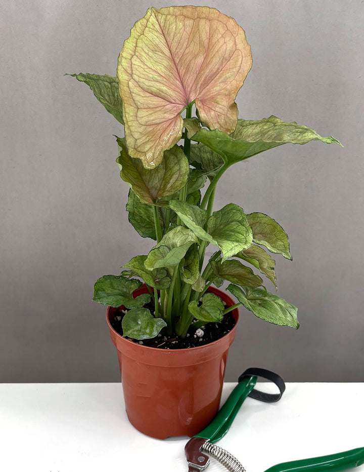 syngonium mango allusion variegata Syngonium Mango Allusion