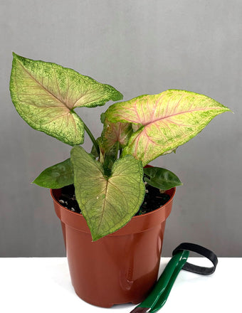 Syngonium Merry Maria - Plant Proper - 4" Pot