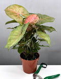 Syngonium Merry Maria - Plant Proper - 4" Pot