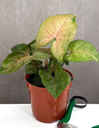 Syngonium Merry Maria - Plant Proper - 4" Pot