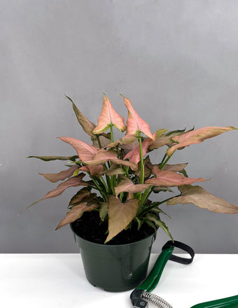 Syngonium Mickey Overhead- Plant Proper - 4" Pot