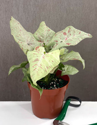 Syngonium Milk Confetti - Plant Proper - 4" Pot