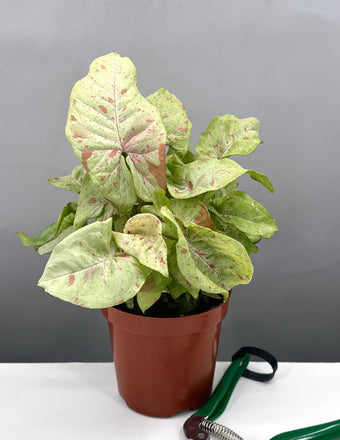 Syngonium Milk Confetti - Plant Proper - 6" Pot