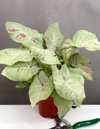 Syngonium Milk Confetti - Plant Proper - 4" Pot
