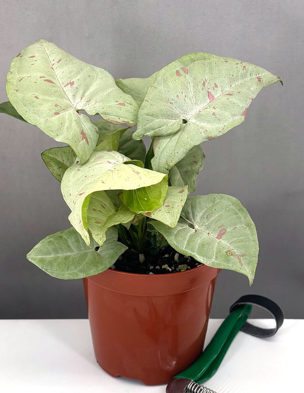 turtle plant Peperomia Prostrata (String of Turtles) 4