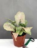 Syngonium Milk Confetti - Plant Proper - 4" Pot