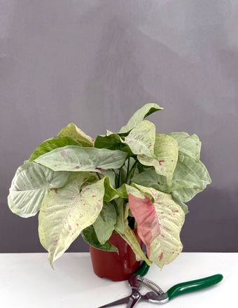 Syngonium Milk Confetti - House Plant - Plant Proper - 4" Pot