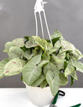 Syngonium Milk Confetti - Plant Proper - 6" Hanging Pot