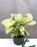 Syngonium Milk Confetti - Plant Proper - 6" Pot