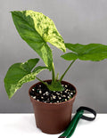 Syngonium Mojito - Plant Proper - 3" Pot