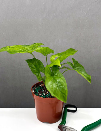  Syngonium Mojito - Plant Proper - 4" Pot