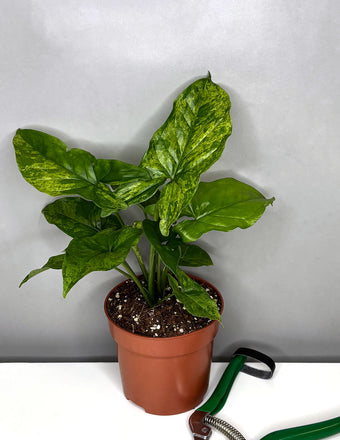  Syngonium Mojito - Plant Proper - 4" Pot