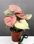 Syngonium Neon Pink - Plant Proper - 4" Pot