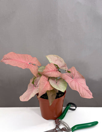 Syngonium Neon Pink - Plant Proper - 4" Pot