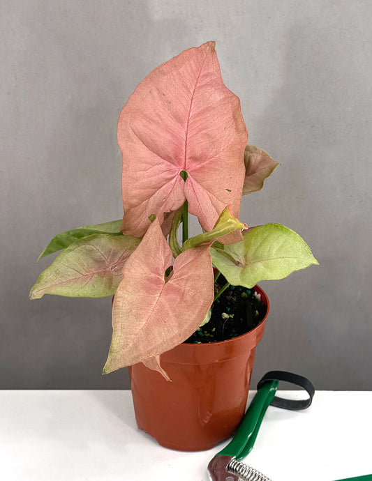 Syngonium Neon Pink - Plant Proper - 4" Pot
