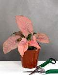 Syngonium Neon Pink - Plant Proper - 4" Pot