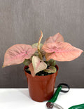 Syngonium Neon Pink - Plant Proper - 4" Pot