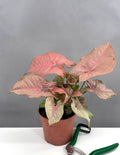 Syngonium Neon Pink - Plant Proper - 4" Pot