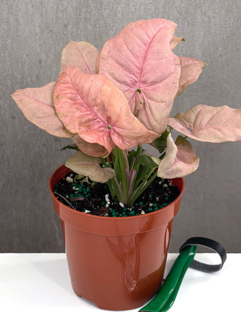 Syngonium Neon Pink - Plant Proper - 4" Pot