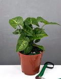 Syngonium Panda - Plant Proper - 4" Pot