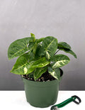 Syngonium Panda - Plant Proper - 6" Pot