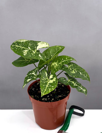 Syngonium Panda Galaxy - Plant Proper - 4" Pot