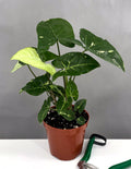 Syngonium Panda Galaxy - Plant Proper - 4" Pot